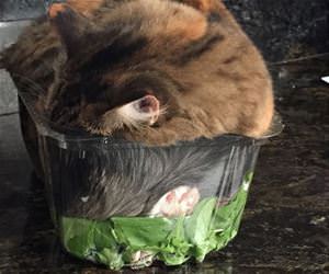 cat in my salad funny picture