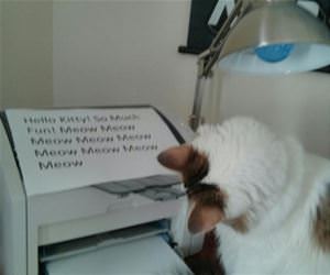 cat is obsessed with the printer funny picture