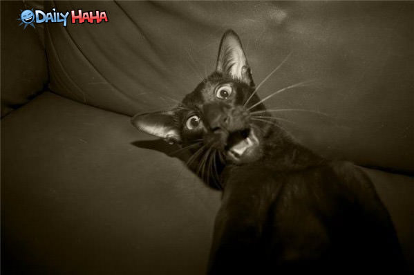 Scaredy Cat Funny Picture