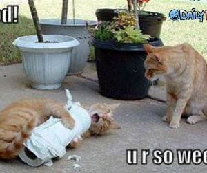 Dood u r so weerd LOLCAT