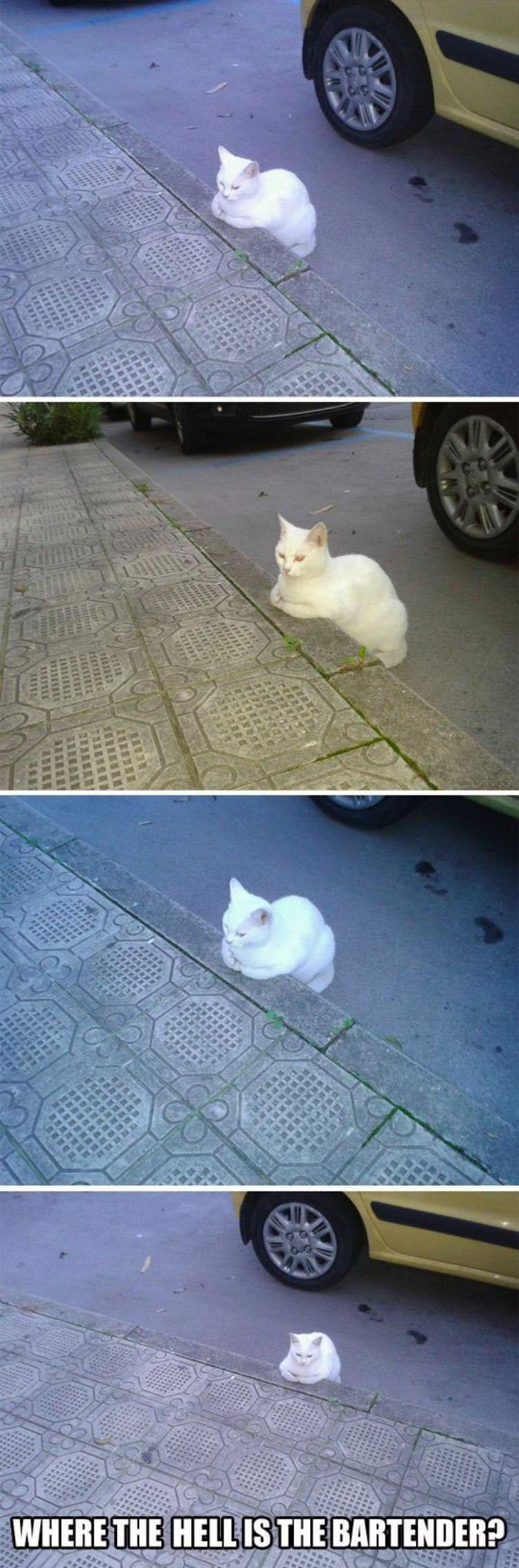 cat is waiting funny picture