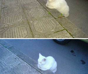 cat is waiting funny picture