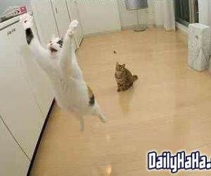 Cat Jumping for Joy