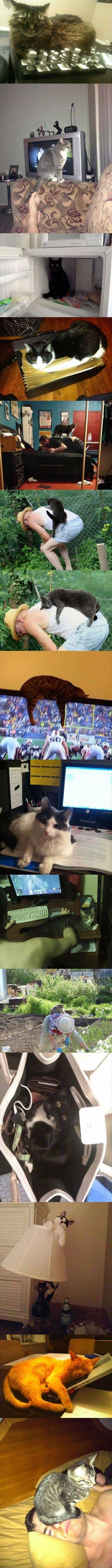 cat logic funny picture