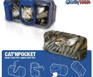 Cat in pocket