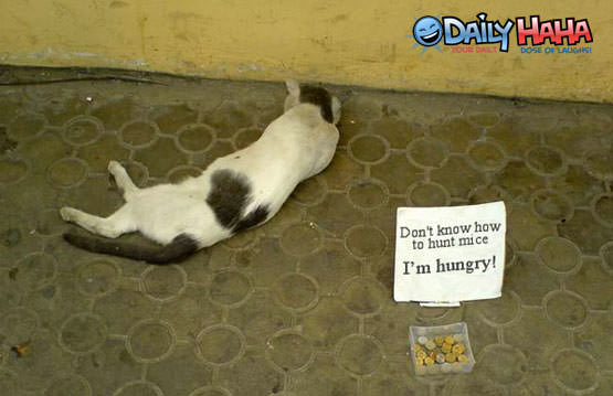 Hungry Cat needs money.