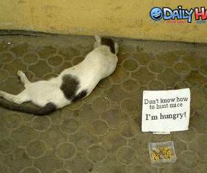 Hungry Cat needs money.