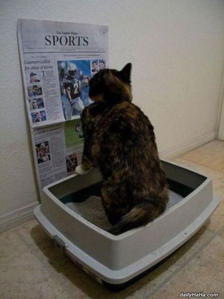 cat needs something to read funny picture