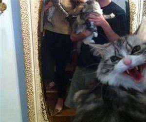 cat owners will understand funny picture