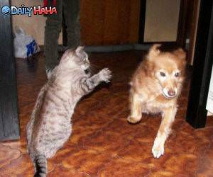 Cat Owns Dog funny picture