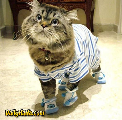 Kitty Wearing Clothes