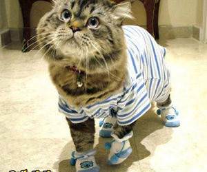 Kitty Wearing Clothes