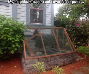 cat patio funny picture