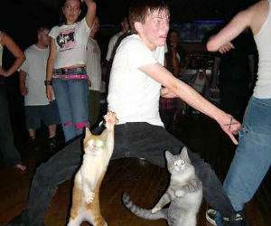 Raving Cats