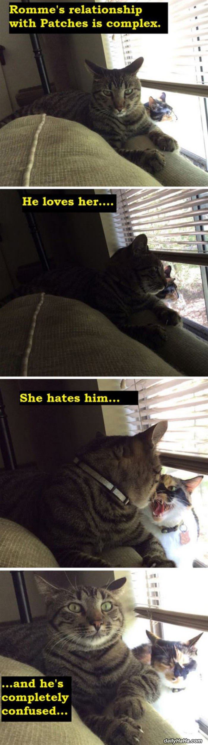 cat relationship funny picture