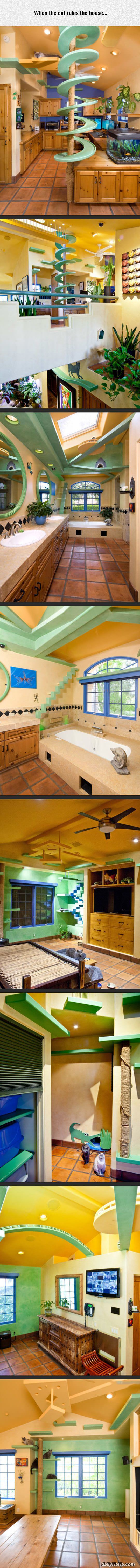 cat rules the house funny picture