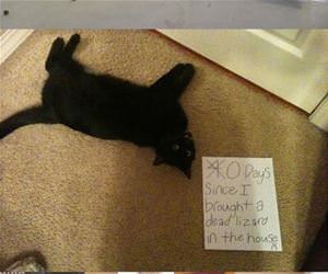 cat shaming funny picture