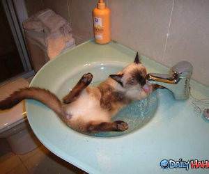 Cat Sink Drinking