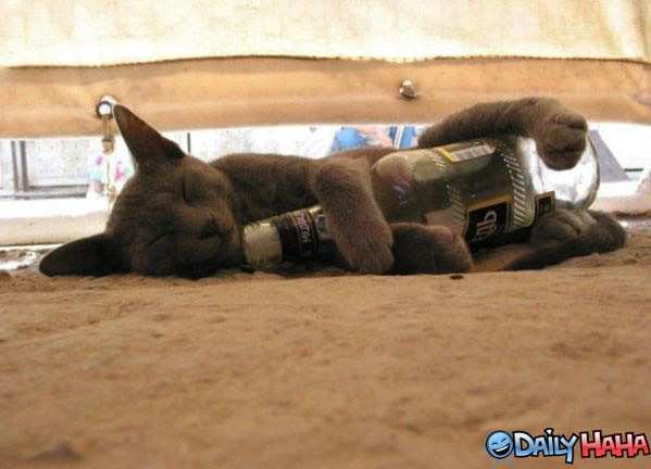Alcoholic Cat Napping