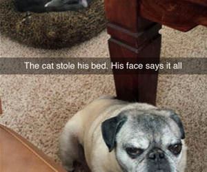 cat stole my bed face funny picture