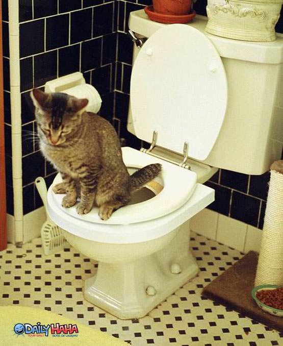 Cat Using the Toilet