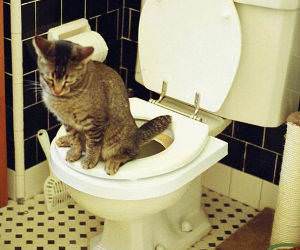 Cat Using the Toilet