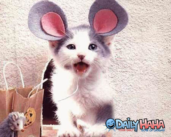 Cat with Mouse Ears