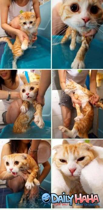 cat taking a bath