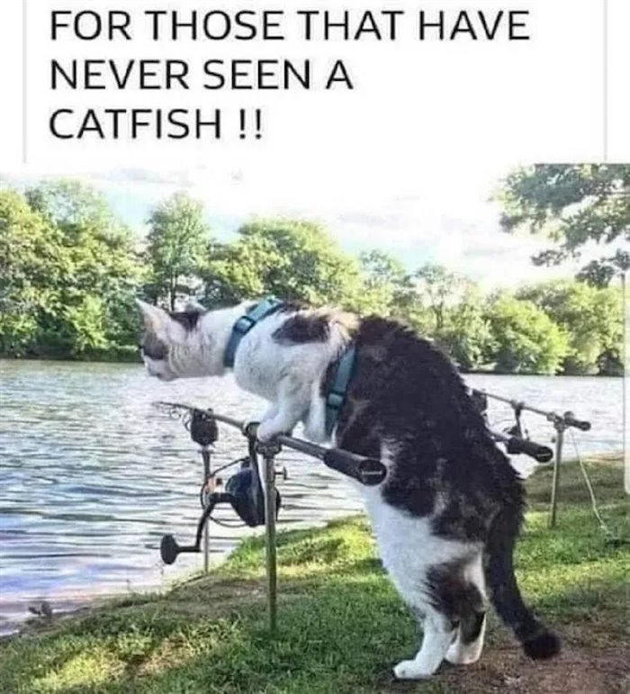 catfish