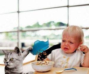 Cat Food funny picture