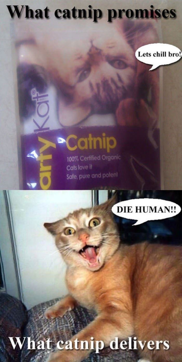 catnip funny picture