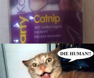 catnip funny picture