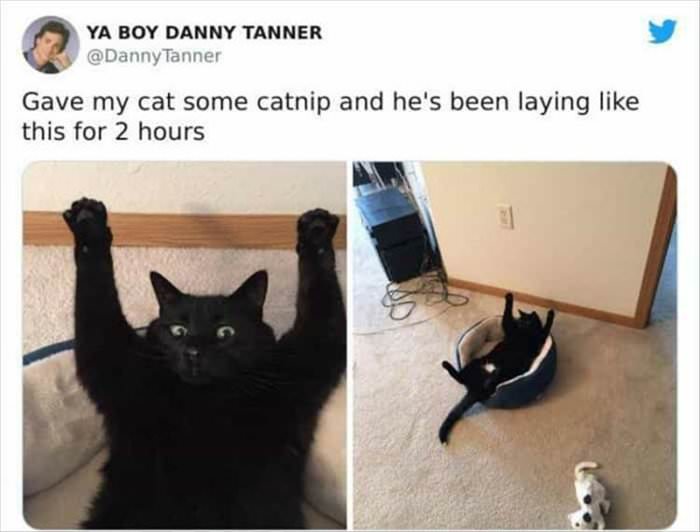 catnipper