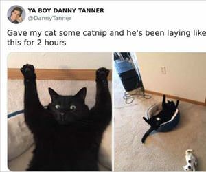 catnipper