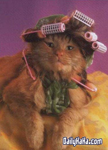 Cat with Rollers