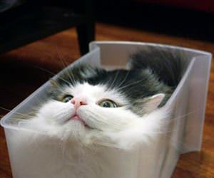 cats are liquid