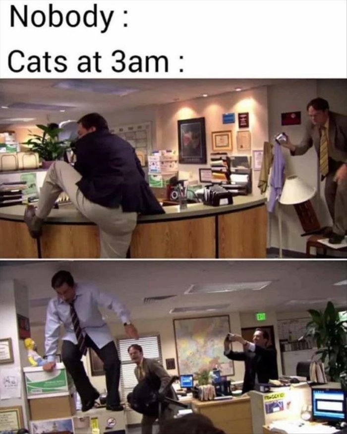 cats at 3am ... 2