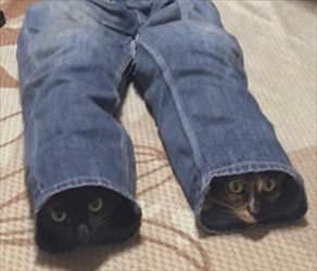 cats in the pants