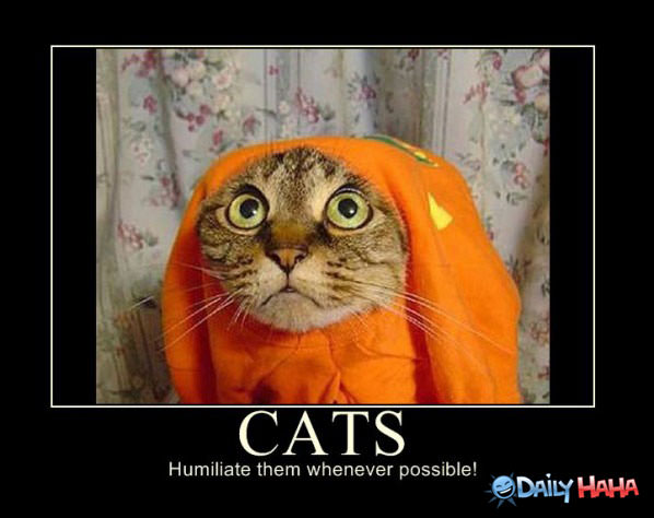 Cats Existence funny picture