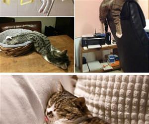 cats are too tired to care funny picture