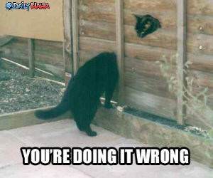 Cats Doing it Wrong funny picture