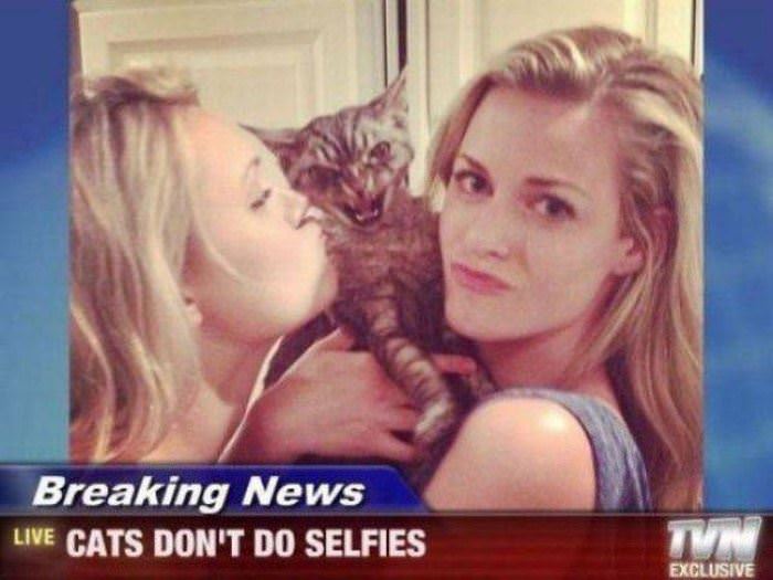 cats dont do selfies funny picture
