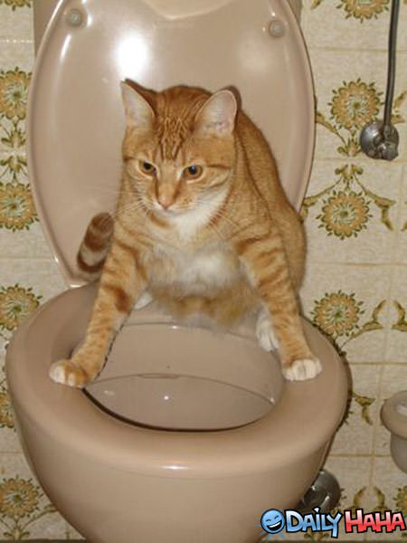 Toilet Pooping Cat