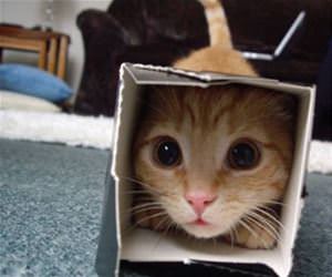 cats in boxes funny picture