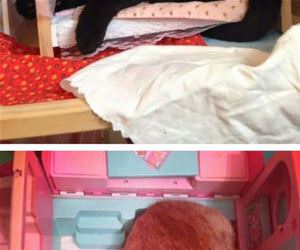 cats in doll houses funny picture