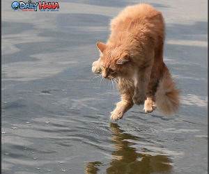 Cats Love Water
