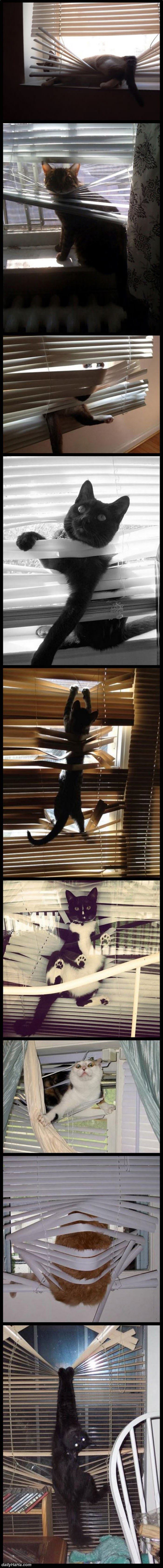 cats loving the blinds funny picture