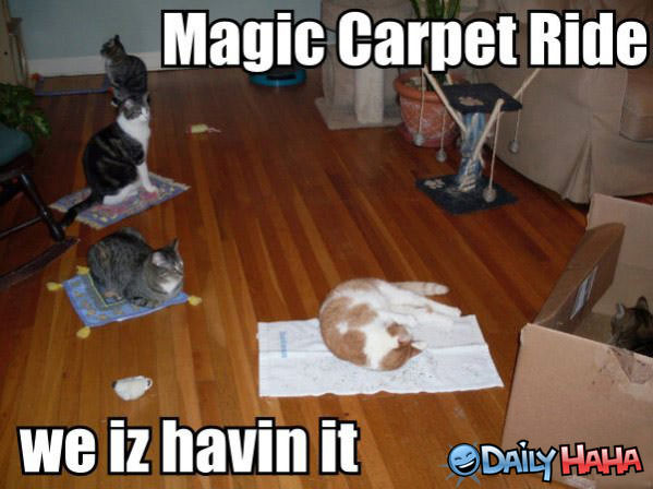 Magic Carpet ride Cats