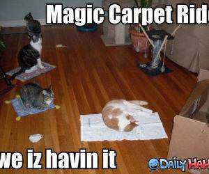 Magic Carpet ride Cats