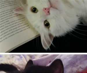 cats reading books funny picture